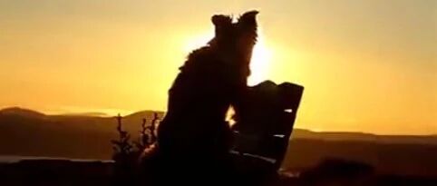 今早边牧视频，请查收~