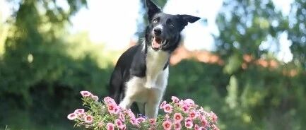 边牧的真面目，原来是这样的，哈哈哈哈聪明