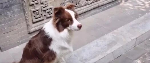 边牧不是狗再添新证据…