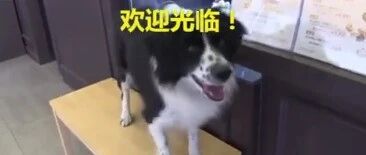 超聪明的边牧狗狗当服务员，不但识字，还会帮客人点餐