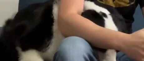 主人假装看不到边牧，边牧的反应令人捧腹