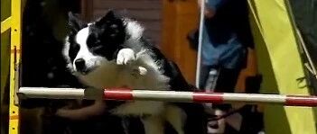 被这些慢镜头惊呆了！原来我根本不了解边牧