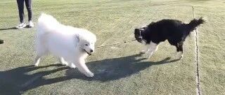 边牧不牧羊，改遛萨摩了？？