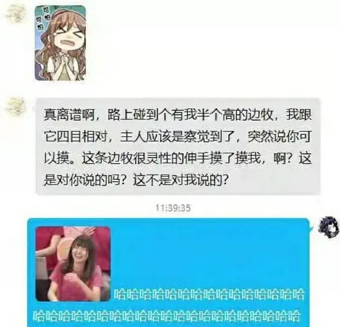 网友偶遇边牧,随后剧情反转得太尴尬了…-微信头条网 网友偶遇边牧,随后剧情反转得太尴尬了…