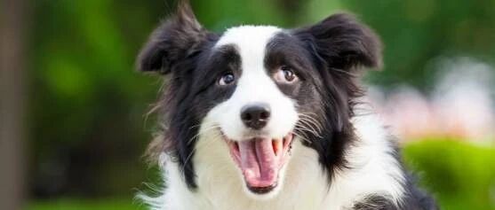 边境牧羊犬究竟有多聪明？看看大家都是怎么说的~