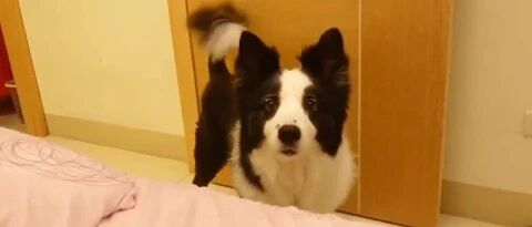 主人无聊一直喊边牧的名字，狗狗接下来的反应超暖