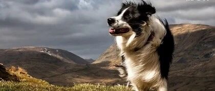 世界十大聪明犬排行榜，第一名不得不服！