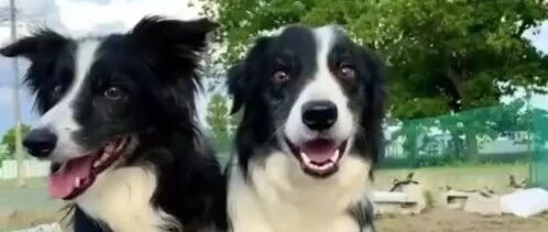 边牧聪明也就算了，还好看!好看也就算了，还可爱!