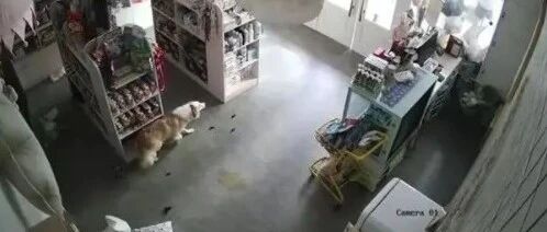 千万不要把边牧送去寄养，否则。。。