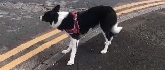 边牧都是有想法的狗，谁是主子还不一定呢！