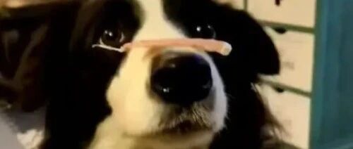 边牧连吃零食都和别的狗不一样~