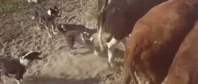 实拍：边境牧羊犬赶牛上车！有这样的牧羊犬，放牛的主人省心多了！