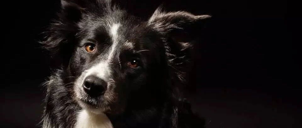 在狗狗眼里，你就是它的全世界