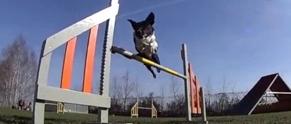 养边牧后：我缺的是边牧吗？我缺的是…