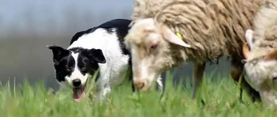 看到羊之后，边牧的DNA觉醒了