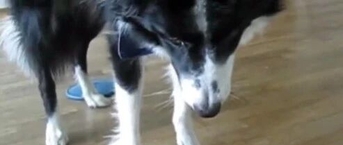 这就是不陪边牧玩的后果…