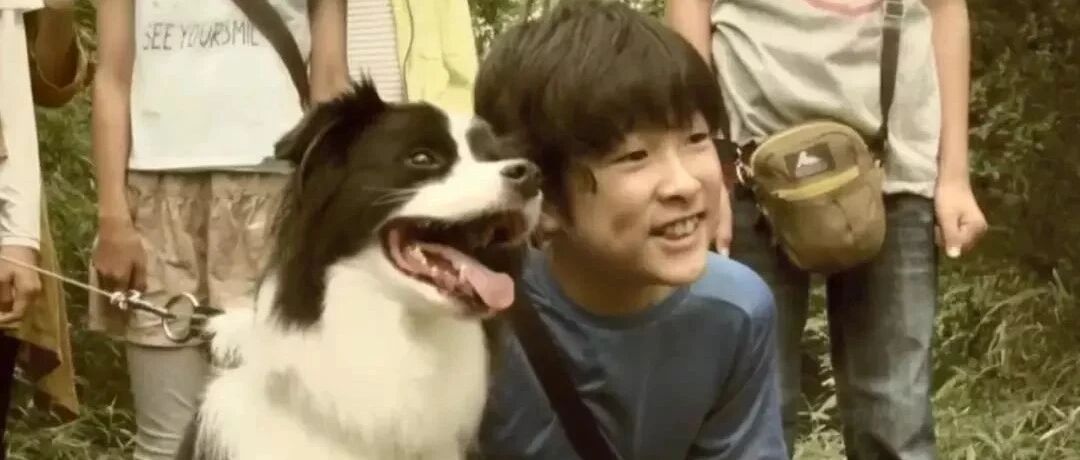 边牧为救小孩致生命垂危，10天后奇迹发生了…