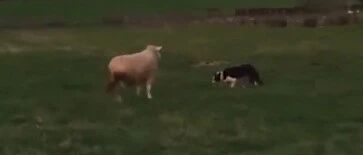 当边牧碰到一只不服管教的羊，它会怎么做？