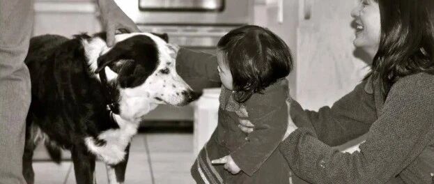 300斤重的美国大叔变身帅小伙，只因一只边牧…