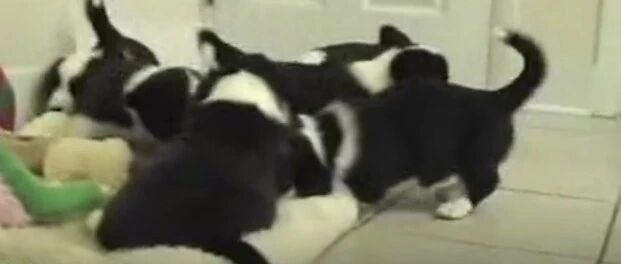 这群小边牧的爱好竟然是…