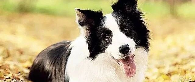 几个关于边牧的感人小故事，愿这美好在世间永存！