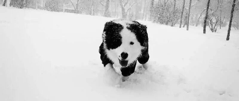 边牧：下雪啦？！出门玩雪去喽~