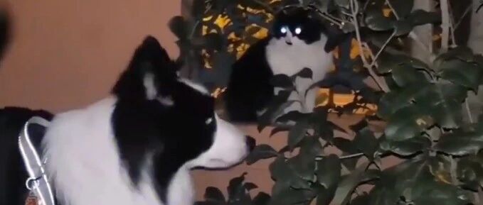 撞衫啦！当边牧遇上一只边牧配色的猫