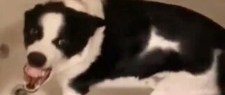 傲娇边牧：用最狠的表情做着最怂的事！