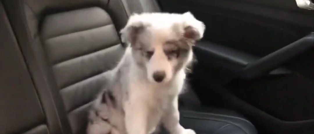 3个月大边牧宝宝公园流浪，幸亏遇到他们…