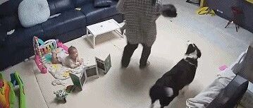 女主：为了不让边牧觉得它是外狗，可把我累坏了…