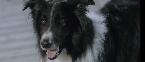 少年在路边捡到一只边牧，从此改变了人生