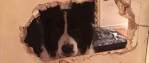 望眼欲穿的边牧