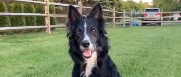 边牧争风吃醋是一种怎样的体验？