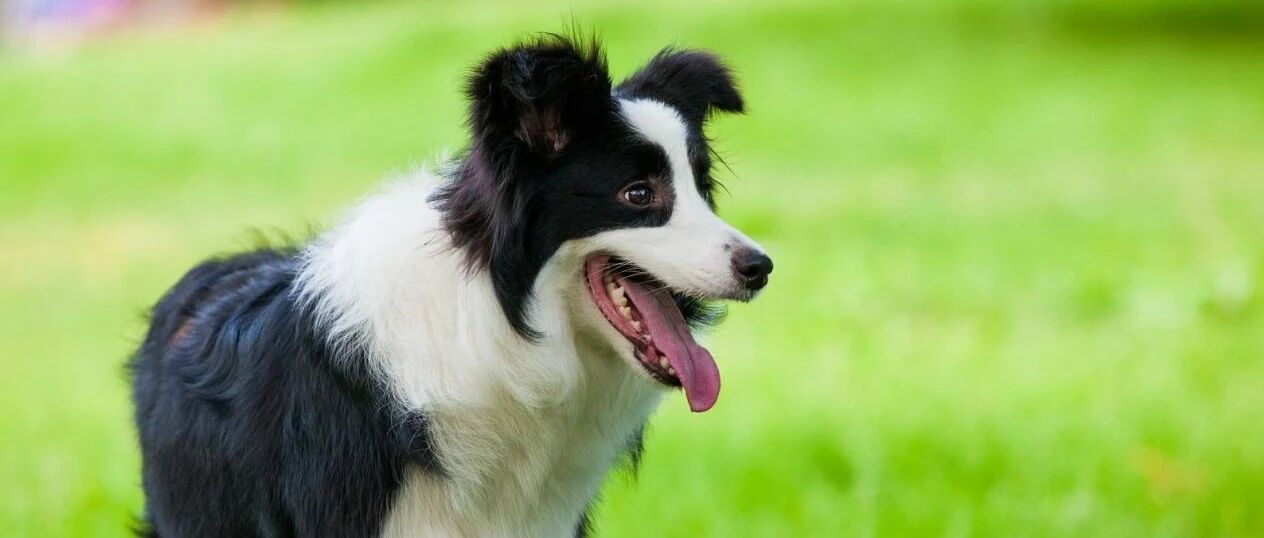 边牧、哈士奇和卡斯罗智商大比拼！结果万万没想到。。。