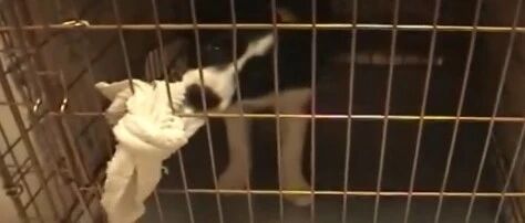 边牧不能随便养，它会嫌你笨