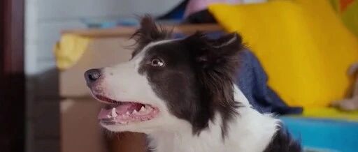 边牧：在斗智斗勇这方面，我还从来没输过！