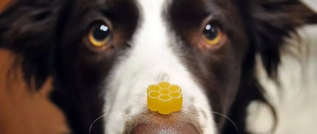 边牧：你要是馋了就去排队