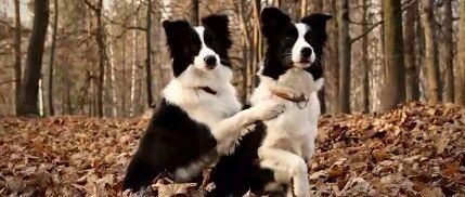 边牧是边牧，狗是狗！