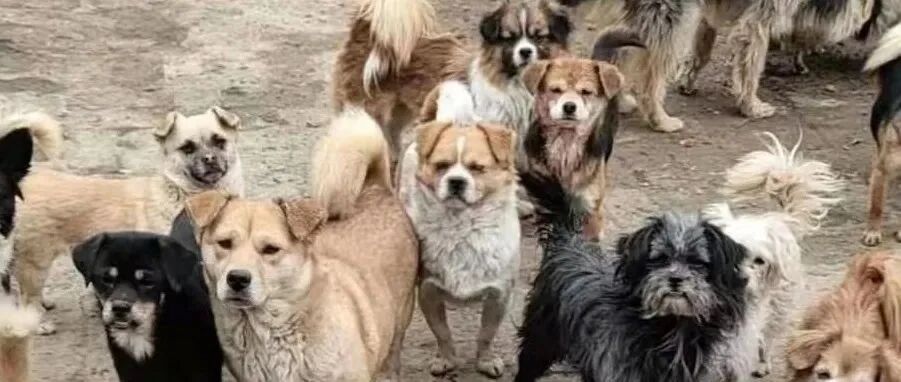 急！年关将至，兰州800多只狗狗即将断粮，请一起帮它们吃上饱饭！