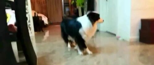 边牧吃醋后是什么反应？结果竟然…