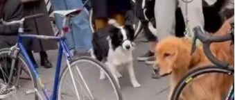 上海街头真狗遇“假狗”，边牧、二哈、金毛反应各不同…