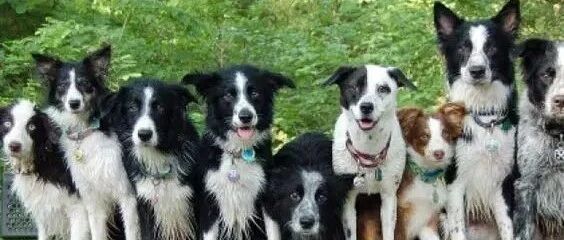 来看看国外网友家的边牧，也太欢快了吧！