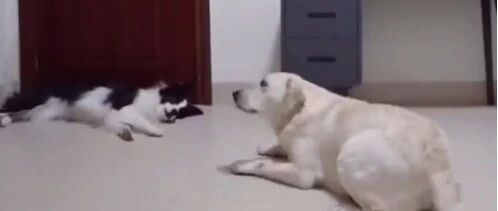 边牧训狗，你见过吗?