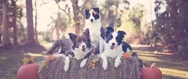 【转发】边境牧羊犬究竟有多聪明？这篇文章给出了答案！