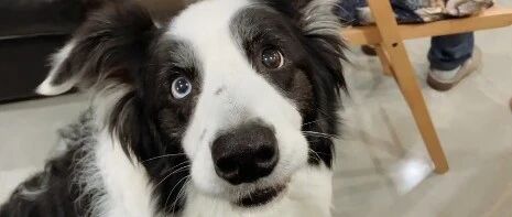 边牧什么都能听懂，人狗无障碍对话！