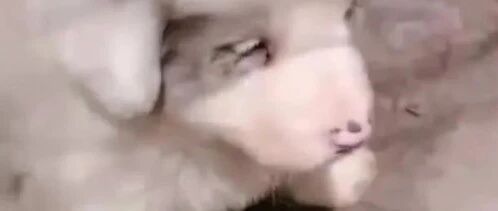 边牧小犬真是聪明伶俐，不养不知道养狗的乐趣！