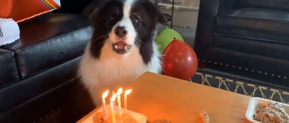 主人为边牧过生日，许愿、吹蜡烛，仪式感满满~