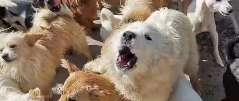 紧急紧急！疫情+严寒，青海900多只流浪毛孩已经断粮，恳求大家援助！