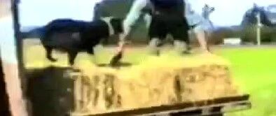 边牧都是干活小能手！？网友：那是别人家的狗