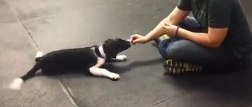 每只NB边牧的背后，都有主人SB一样的坚持！